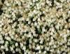 Show product details for Cassiope Beatrice Lilley
